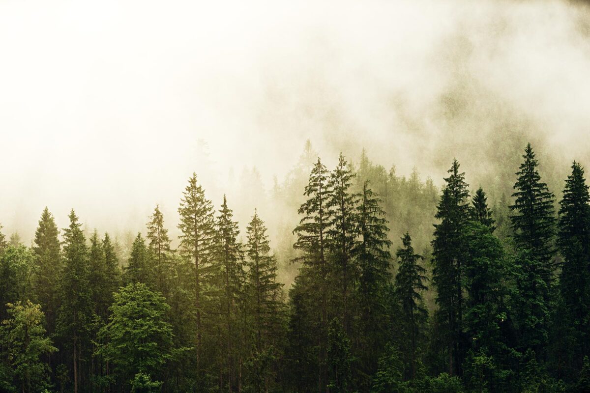 Wald mit Nebel - Holzhandel Holz Erhardt